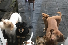 Charlie, Wendy, Pino, Zafira, Kaya, Barney, Ayla