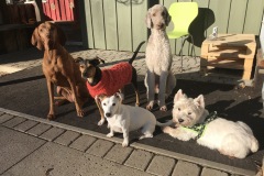 Ayla, Miro, Kaya, Pinto, Timmy