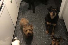 Diva, Zafira, Barney, Miro, Kaya